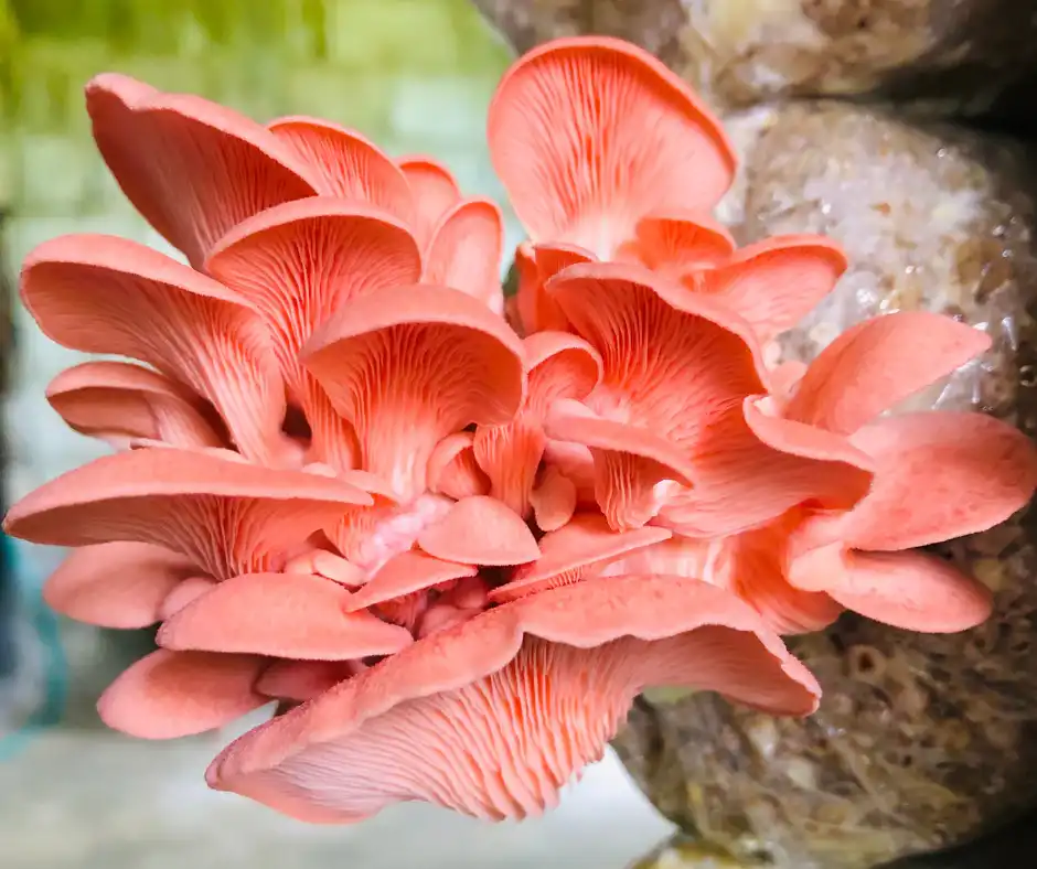 Benefits of Organic Pink Oyster Mushroom Powder for Health